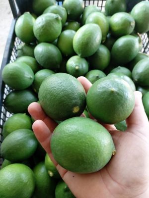 1 Kilo Limon