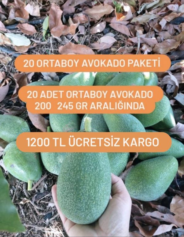 20 Adet Orta Boy Avokado Paketi