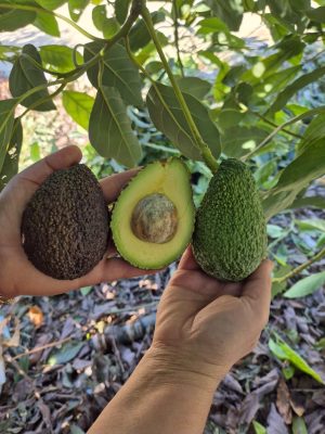 Has avokado 1 adet 200 ve üstü 90 TL