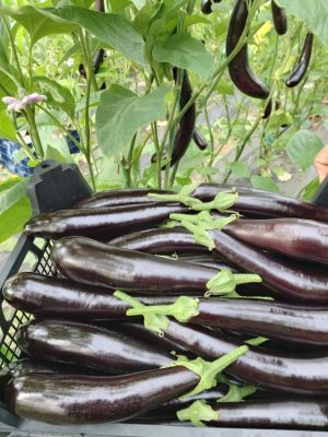 1 kilo patlıcan 80 TL