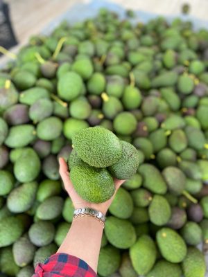 20 Adet Has Avokado 180 Gr ve Üzeri