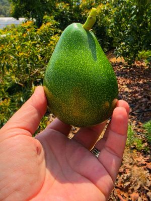 1 Adet Clifton 230 Gr ve Üzeri Avokado