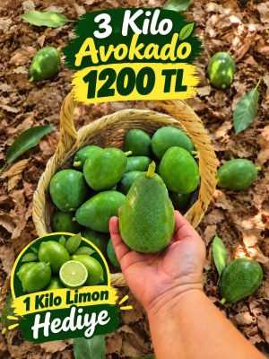 3 Kilo Avokado