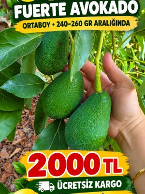 30 adet ortaboy avokado 240 260 gr aralığında