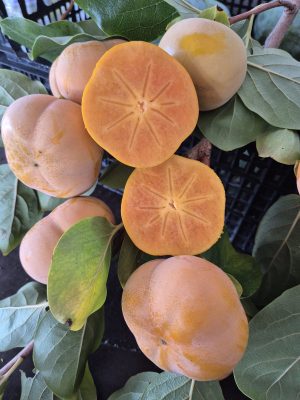 1 kilo fuji cinsi cennet hurması
